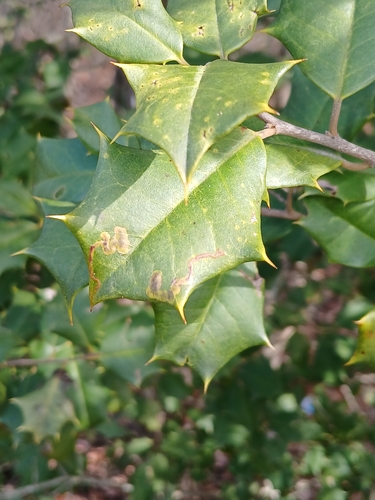 Unknown species found near California, MD, USA
