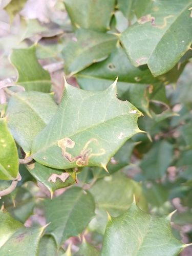 Unknown species found near California, MD, USA