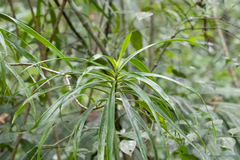 Dracaena