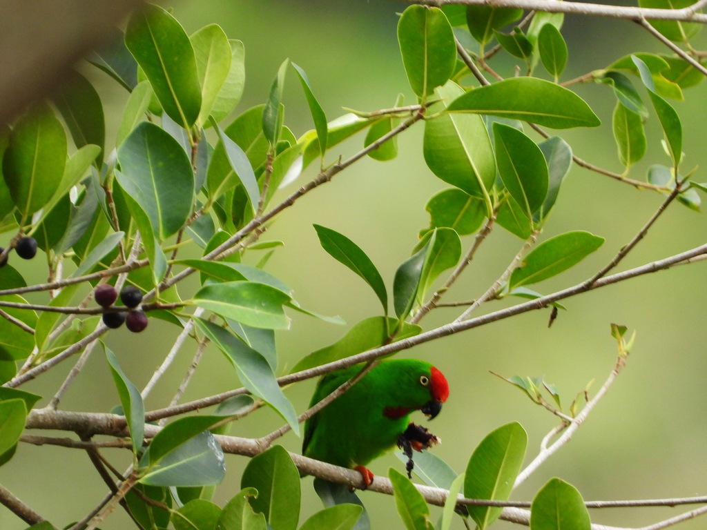 Great Hanging Parrot (Loriculus stigmatus)