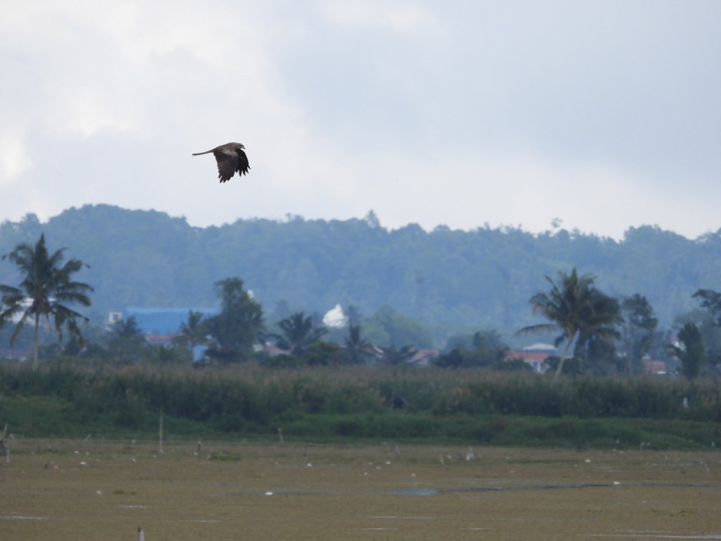 Black Kite (Milvus migrans)