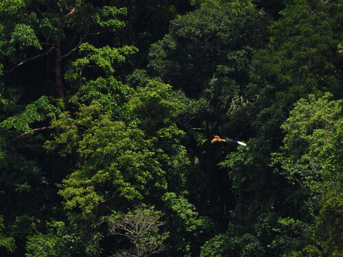 Knobbed Hornbill (Rhyticeros cassidix)