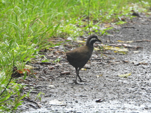 Barred Rail (Gallirallus torquatus)