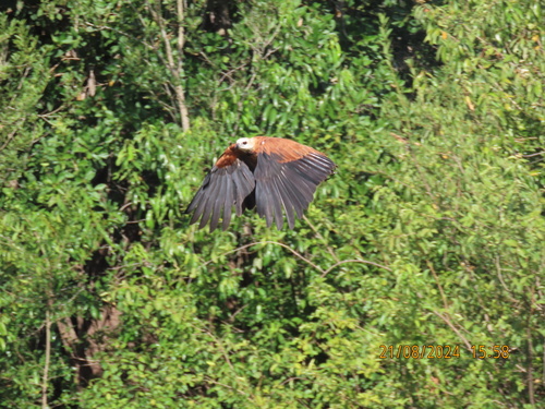 Black-collared Hawk