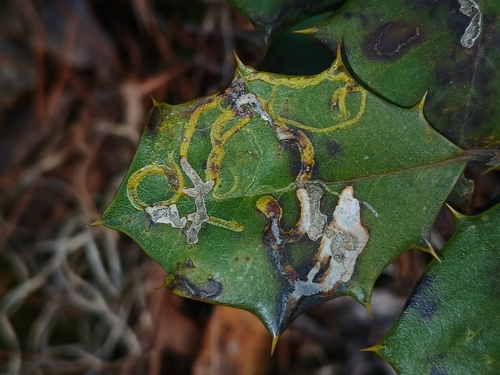 Unknown species found near California, MD, USA