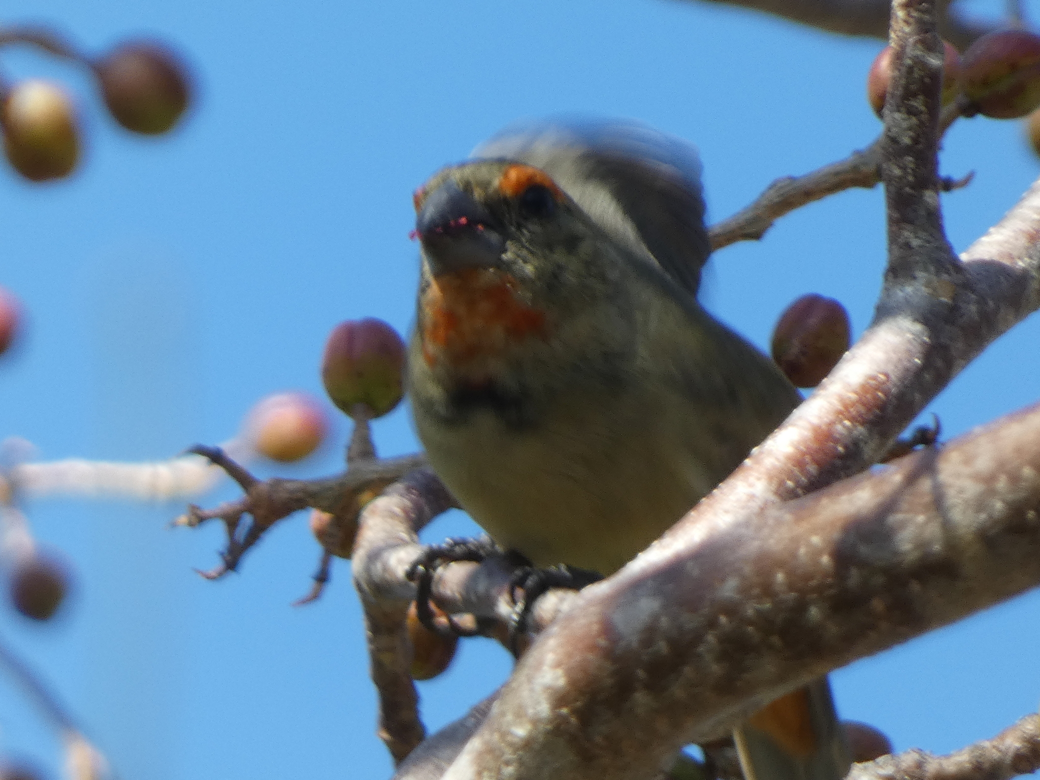 Greater Antillean Bullfinch (Melopyrrha violacea), photo 7