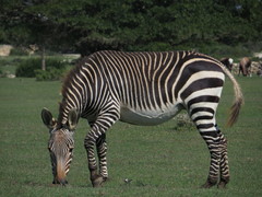 Equus zebra zebra