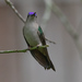 Wedge-tailed Sabrewing - Photo (c) avocat, some rights reserved (CC BY-NC), uploaded by avocat