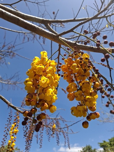 Cassia moschata observed 2026-02-16