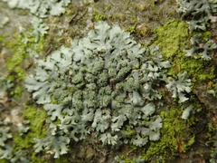 Phaeophyscia orbicularis