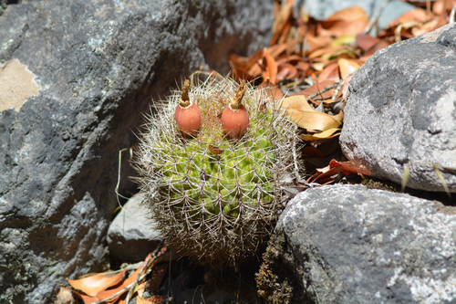 Eriosyce curvispina