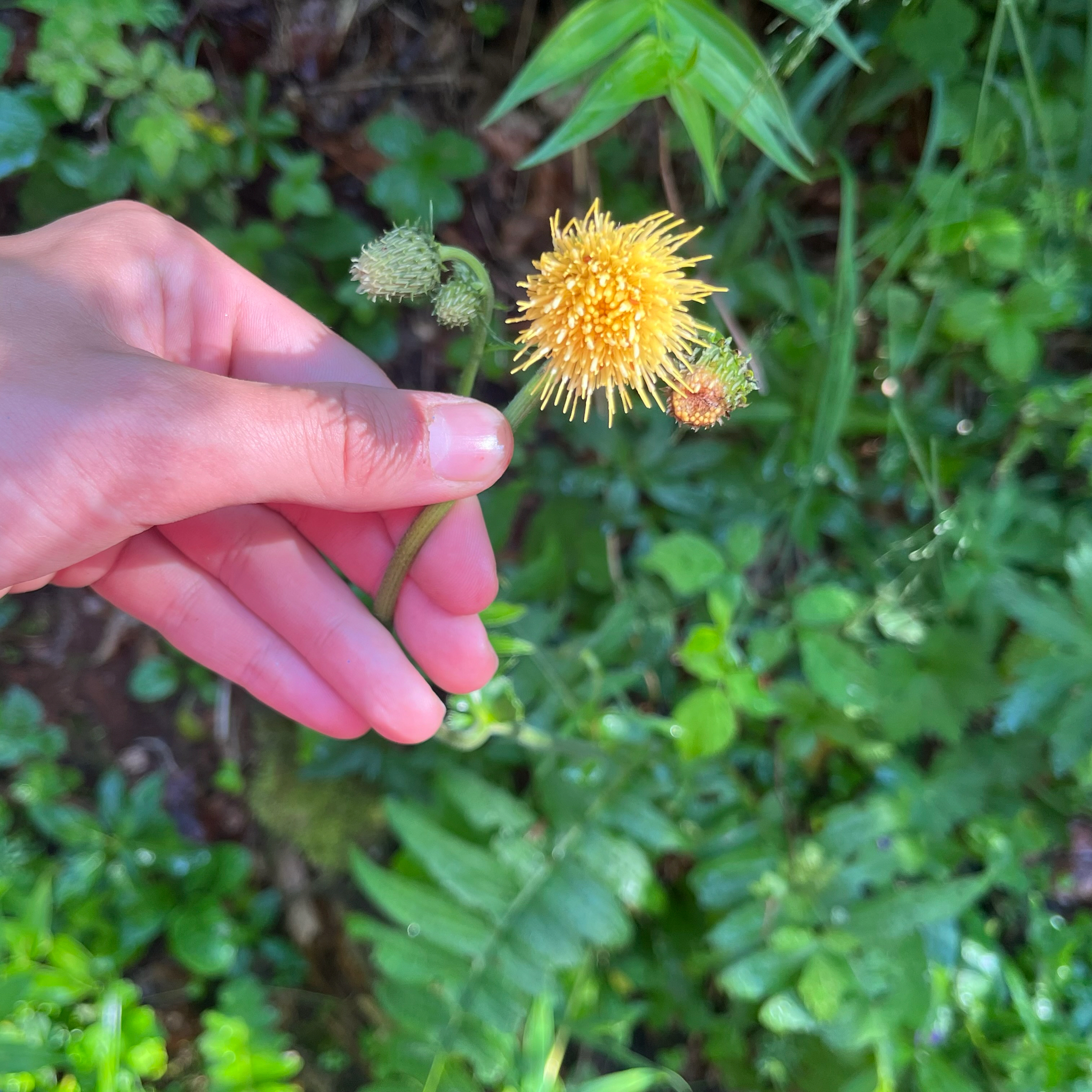 Yellow Thistle (Cirsium erisithales)