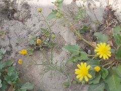 Senecio glaucus