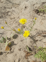 Senecio glaucus