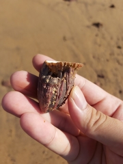 Megabalanus