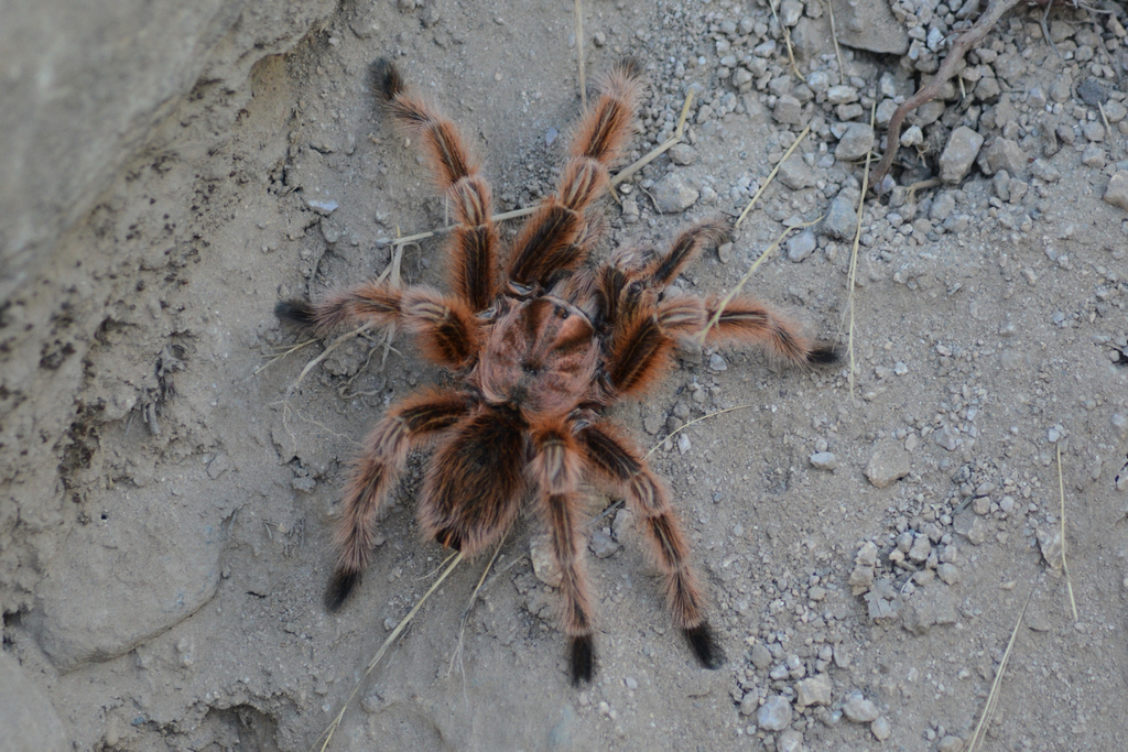 Chilean rose tarantula