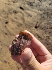 Megabalanus
