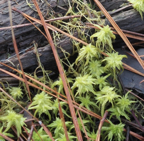 Sphagnum trinitense observed 2026-02-20