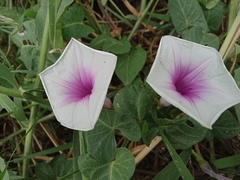 Ipomoea aquatica