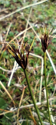 King's hook-sedge (Carex kingii)