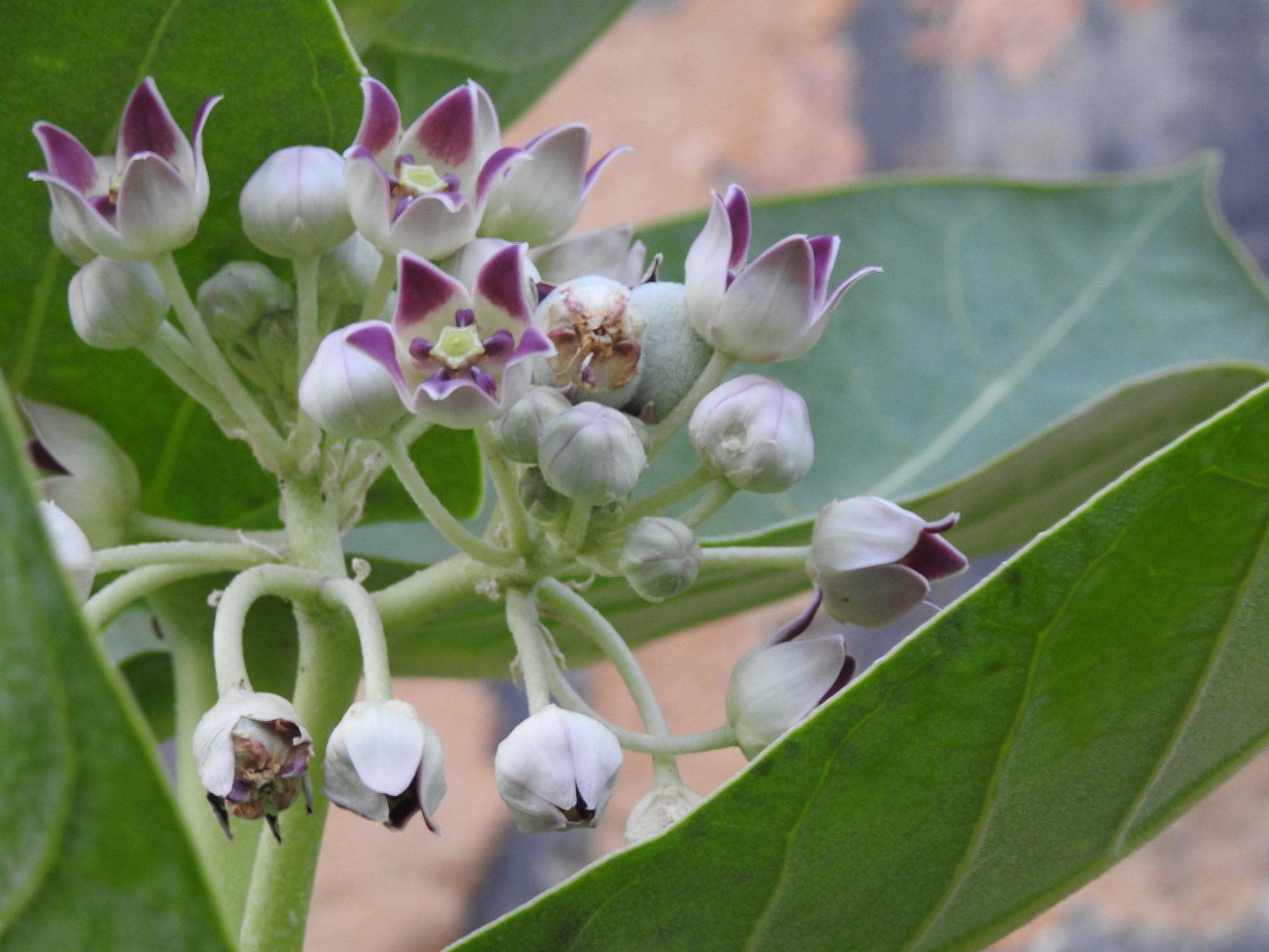 Calotropis procera