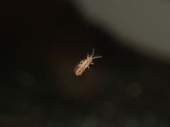 Isotomurus