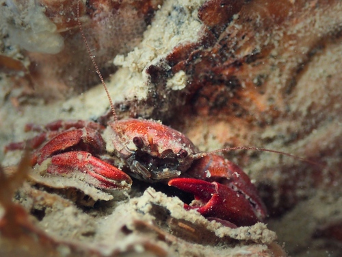 Long-clawed Porcelain Crab, photo 6 of 8