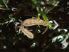 Isotomurus