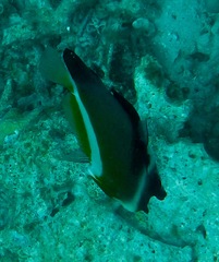 Heniochus varius