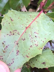 Cumminsiella mirabilissima