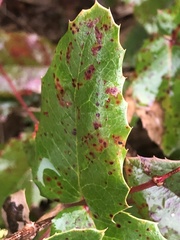 Cumminsiella mirabilissima