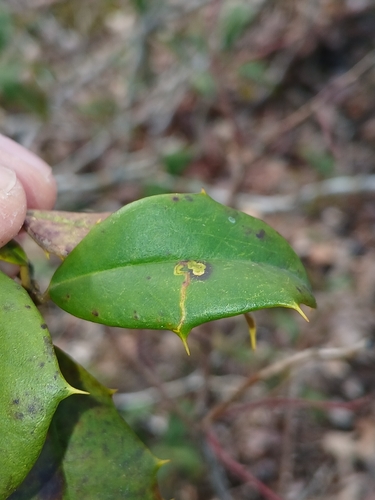 Unknown species found near California, MD, USA
