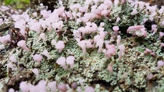 Phyllobaeis erythrella