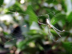 Leucauge blanda