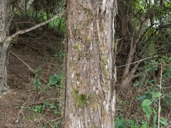 Pseudocoremia lupinata