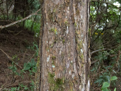 Pseudocoremia lupinata