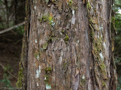 Pseudocoremia lupinata