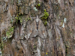 Pseudocoremia lupinata