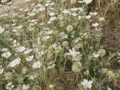 Lomelosia palaestina