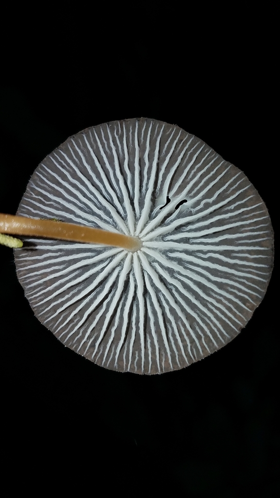 Pseudohiatula irrorata · February 2020 · photo: © alan_rockefeller (iNaturalist, cc-by-sa)