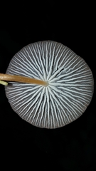 Pseudohiatula irrorata