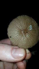 Pseudohiatula irrorata