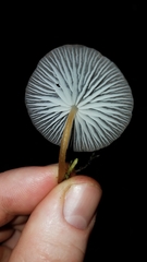 Pseudohiatula irrorata