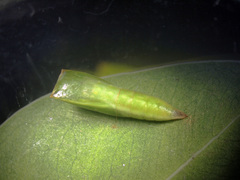 Discoglypha hampsoni