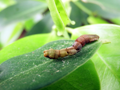 Discoglypha hampsoni