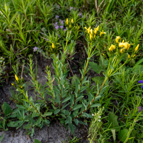 Golden Flax (Linum flavum)