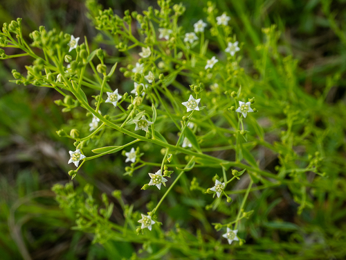 flaxleaf (Thesium linophyllon)