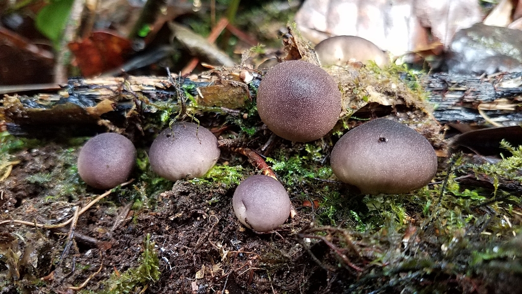 Lycoperdon fuligineum · February 2020 · photo: © alan_rockefeller (iNaturalist, cc-by-sa)