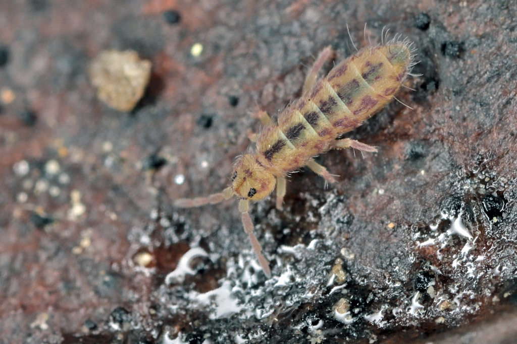 Isotomurus pseudopalustris