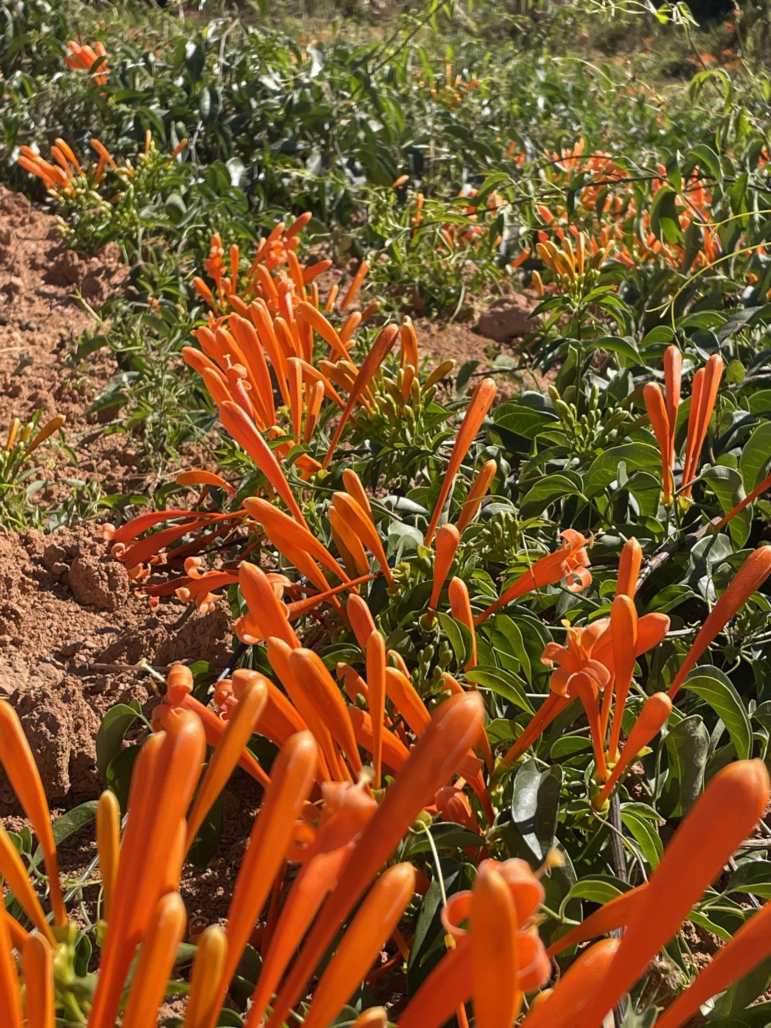 Pyrostegia venusta